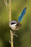 Image. Purple-crowned Fairywren