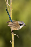 Image. Purple-crowned Fairywren