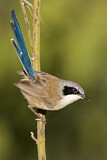 Image. Purple-crowned Fairywren