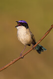 Image. Purple-crowned Fairywren