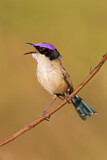 Image. Purple-crowned Fairywren