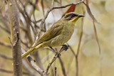 Image. Purple-gaped Honeyeater