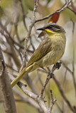 Image. Purple-gaped Honeyeater