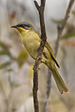Image. Purple-gaped Honeyeater