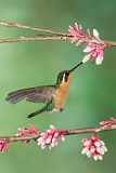 Image. Purple-throated Mountaingem