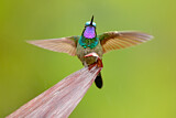 Image. Purple-throated Mountaingem