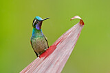 Image. Purple-throated Mountaingem