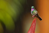 Image. Purple-throated Mountaingem