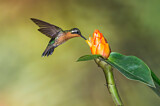 Image. Purple-throated Mountaingem