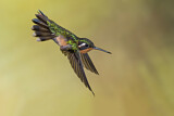 Image. Purple-throated Mountaingem