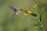 Image. Purple-throated Mountaingem