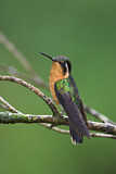 Image. Purple-throated Mountaingem