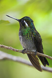 Image. Purple-throated Mountaingem