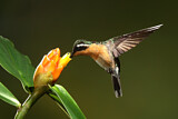 Image. Purple-throated Mountaingem