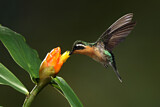 Image. Purple-throated Mountaingem
