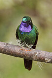 Image. Purple-throated Sunangel