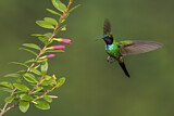 Image. Purple-throated Sunangel