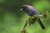 Image. Purpurblaurabe