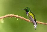 Image. Purpurbrustkolibri