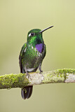 Image. Purpurbrustkolibri