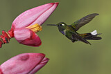 Image. Purpurbrustkolibri