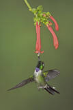 Image. Purpurbrustkolibri