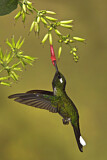 Image. Purpurbrustkolibri