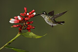 Image. Purpurbrustkolibri