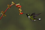 Image. Purpurbrustkolibri