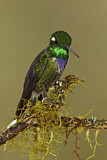 Image. Purpurbrustkolibri