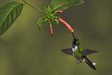 Image. Purpurbrustkolibri