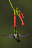 Image. Purpurbrustkolibri