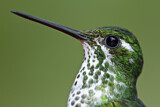 Image. Purpurbrustkolibri