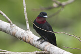 Image. Purpurbrustkotinga