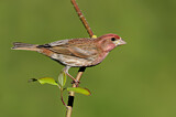 Image. Purpurgimpel