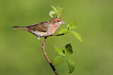 Image. Purpurgimpel