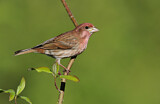 Image. Purpurgimpel