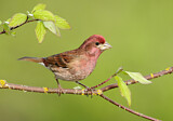 Image. Purpurgimpel