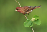 Image. Purpurgimpel
