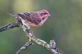 Image. Purpurgimpel