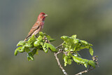 Image. Purpurgimpel