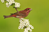 Image. Purpurgimpel