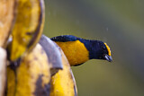 Image. Purpurkehlorganist