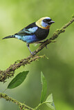 Image. Purpurmaskentangare