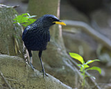 Image. Purpurpfeifdrossel