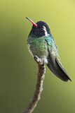 Image. Purpurstirn-Saphirkolibri