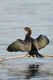 Image. Pygmy Cormorant