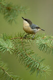 Image. Pygmy Nuthatch