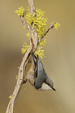 Image. Pygmy Nuthatch