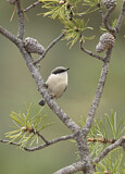 Image. Pygmy Nuthatch